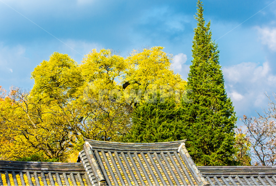 가을,단풍,기와,고택,건축,전통,문화유산,가을,계절,fall,autumn,season,자연,풍경,nature,landscape,한국자연풍경,한국자연경관,korea nature landscape,한국전통,한국문화,korean traditional,korean culture,식물,plants,나무,trees,wood,건축물,건물외관,exterior,building,structure,architecture,construction,roof,지붕
