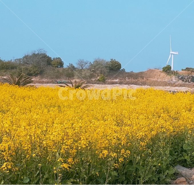 자연,들,유채꽃,제주도,노랑