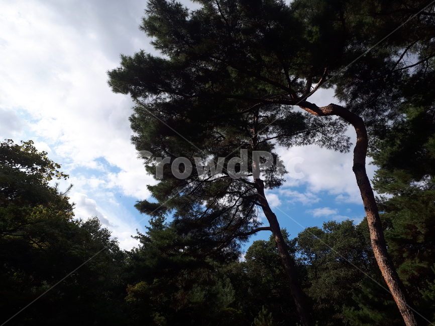 나무,공원,산책,푸른,하늘,초록,그림자,숲,우거진,tree,식물,전나무,구름