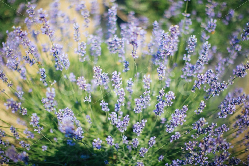 라벤더,보라색,광양,사라실,꽃,식물,자연,plants,nature,꽃,flower,감성,sensible,feeling