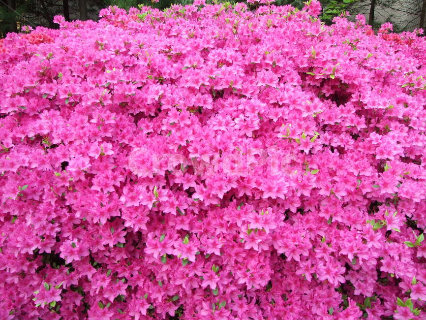 꽃,봄꽃,철쭉,식물,분홍꽃,식물,자연,plants,nature,꽃,flower