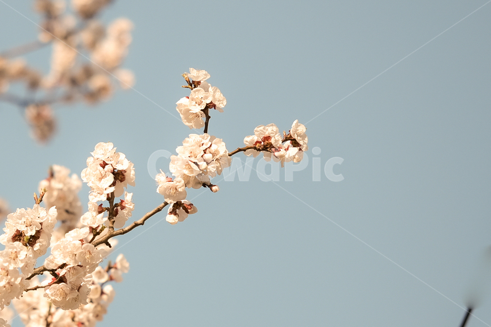 벚꽃,봄,벚꽃축제,조명,힐링,flower,핑크,감성,healing,spring,feeling,sensible,색감
