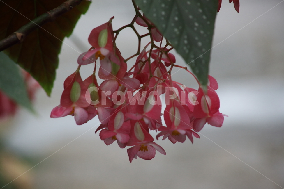 plant,식물,leaf,잎,꽃,목베고니아,Begonialucerna,lucernabegonia,베고니아