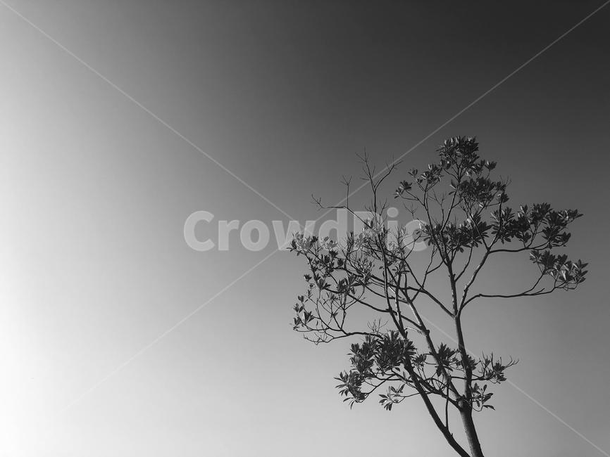 나무,nature,outdoors,옥외,feeling,흑백사진,흑백,나뭇가지,공원,하늘,sky,plant,식물,tree,silhouette,실루엣,흑백,모노톤,monochrome,black and white
