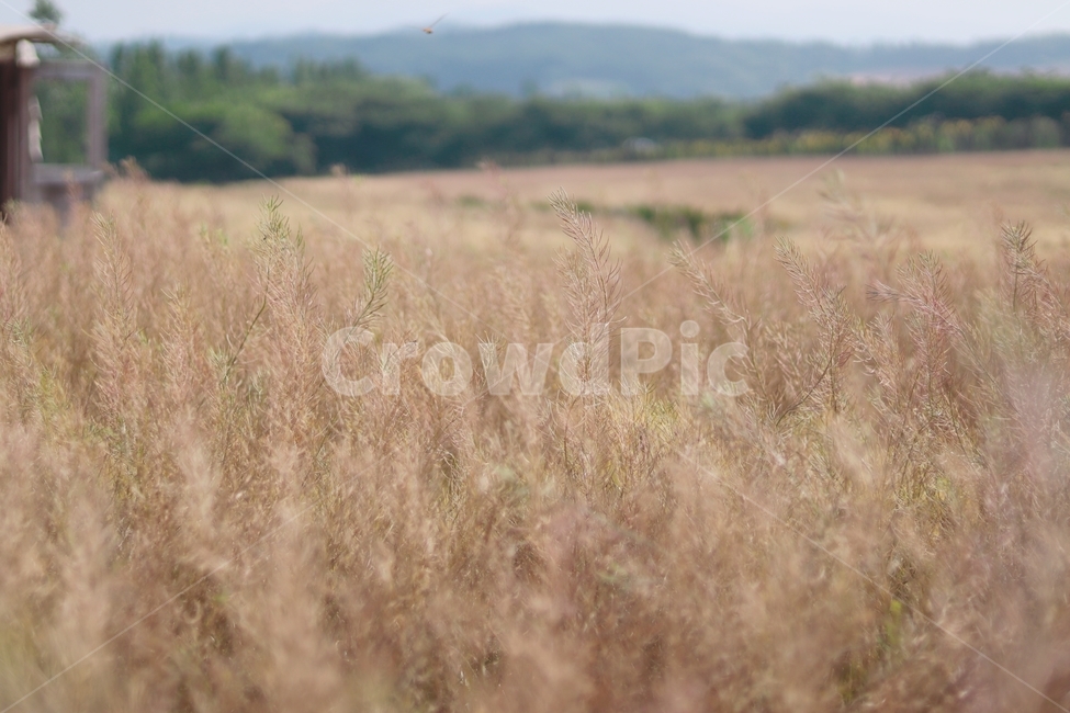 드넓은,갈대,아웃포커싱,감성,장소,가을,계절,fall,autumn,season,자연,풍경,nature,landscape,grass,잔디,plant,식물