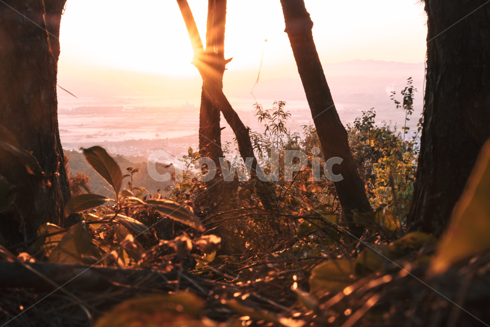 나무,자연,햇빛,태양,빛,풀잎,풀,숲,풍경,자연,풍경,nature,landscape,휴식,힐링,rest,relaxation,healing,outdoors,옥외,sunlight,light,flare,플레어