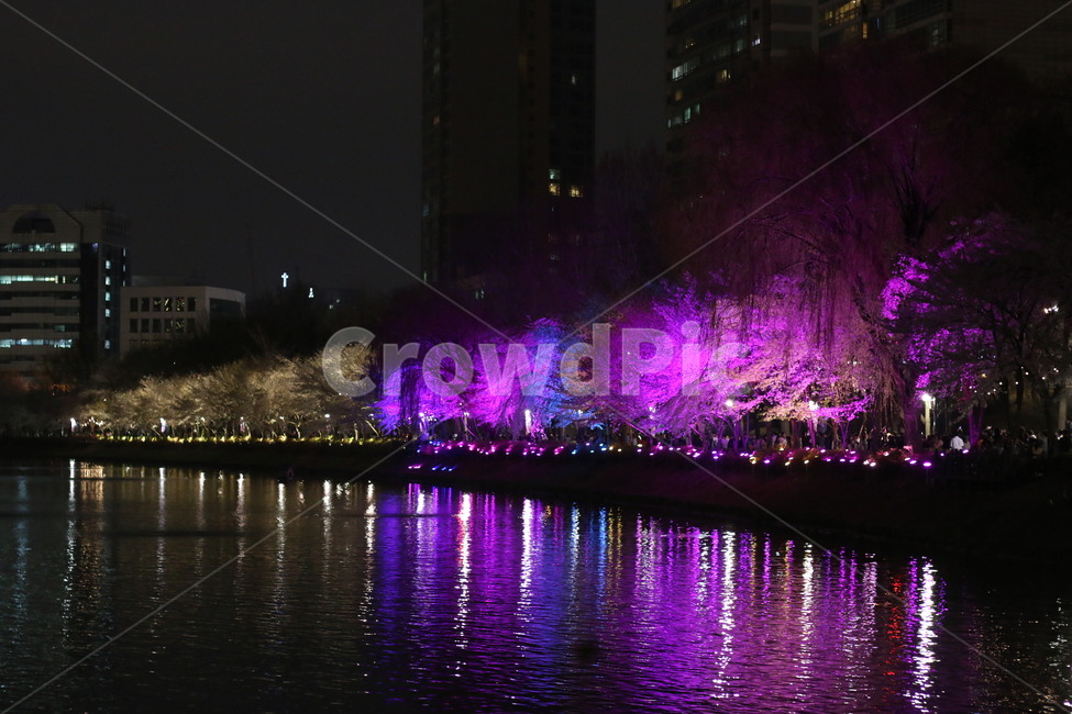 석촌호수,벚꽃,호수,봄,벚꽃축제,야경,야경,밤,풍경,nightscape,night,landscape,도시,city,한국도시풍경,한국도시경관,korea cityscape,water,물