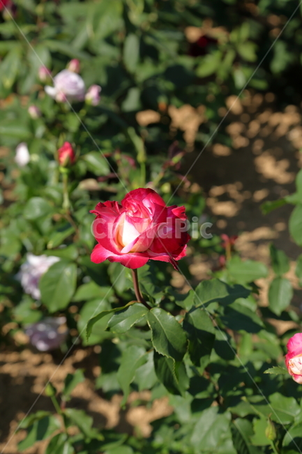 장미,장미꽃,빨간장미,분홍장미,rose,flower,아름다움,5월,6월