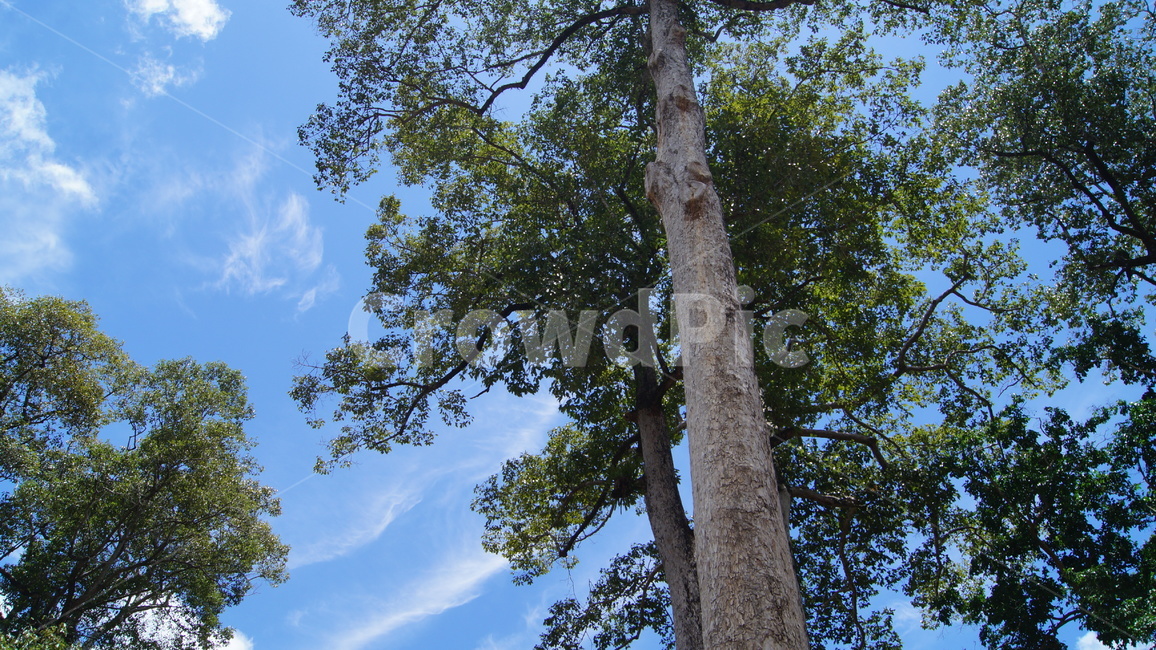 trees,tree,forest,cambodia,sky,blue,cloud,road,park,garden,landscape,green,nature,sun,sunny,sunnyday,나무,하늘,공원,숲,캄보디아,풍경,자연,해