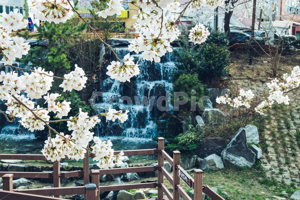 벚꽃,봄,산책,폭포,spring,flower,sakura,cherry,blossom,봄,계절,spring,season,식물,자연,plants,nature,꽃,flower,plant