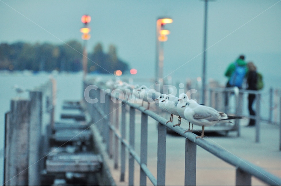 갈매기,새,스위스,풍경,저녁,거리,동물,animal,조류,새,birds,사람,인물,인간,human,person,연인,커플,사랑,lover,couple,인물실루엣,사람실루엣,character silhouette,human silhouette,감성,sensible,feeling,railing,난간,handrail,banister,bird