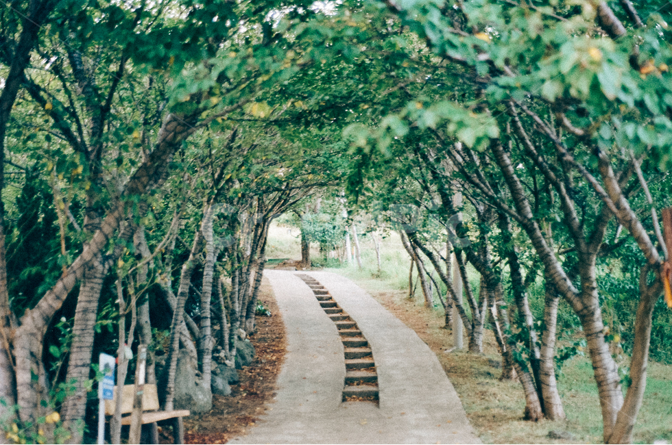 숲길,나무,진로,자연,초록,자연,풍경,nature,landscape,휴식,힐링,rest,relaxation,healing,arbour,정자,garden,정원,outdoors,옥외