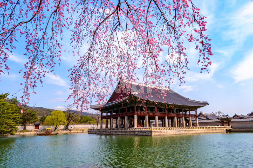 고궁,경복궁,연못,벚꽃,봄,꽃,아름다움,수양벚꽃,경회루,서울,봄,계절,spring,season,한국전통,한국문화,korean traditional,korean culture,랜드마크,landmark,tourist attraction,한국랜드마크,한국관광지,한국명소,korea landmark,korea tourist attraction,건축물,건물외관,exterior,building,structure,architecture,construction,건물,temple,신전