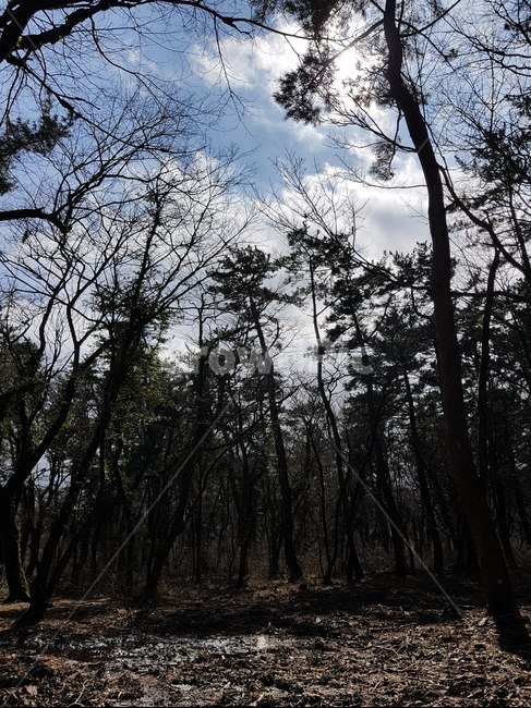 숲,나무,plant,식물,전나무,tree,자연,풍경,nature,landscape,fir