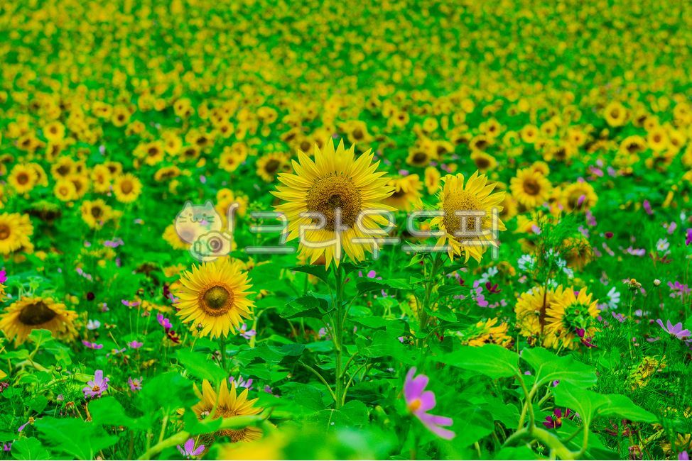 sunflower,plant,flower,summer plant,leaf,summer flower,outdoor,nature,summer,summer,season,plants,nature,flower,plant