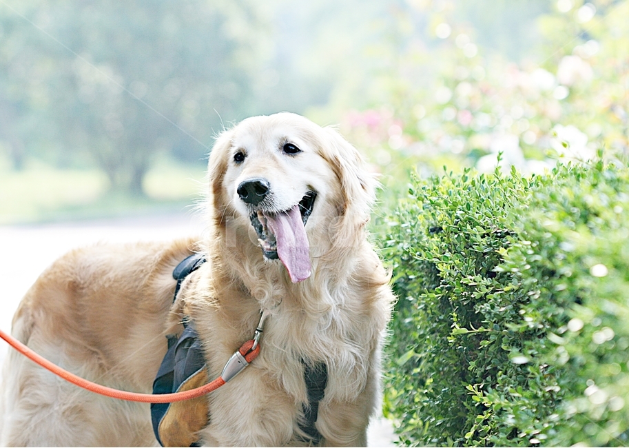 puppy,background,Incheon Grand Park,dog,pet dog