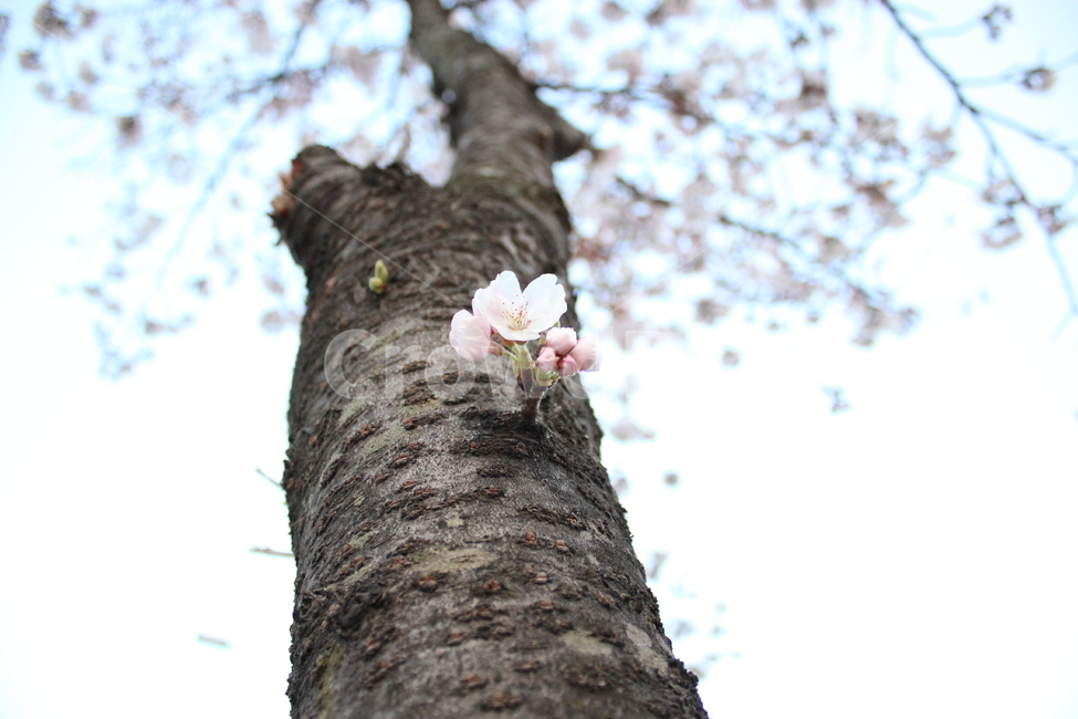 벚꽃,cherryblossom,한송이,벚나무,봄,spring,나무,tree,treetrunk,blooming,봄맞이