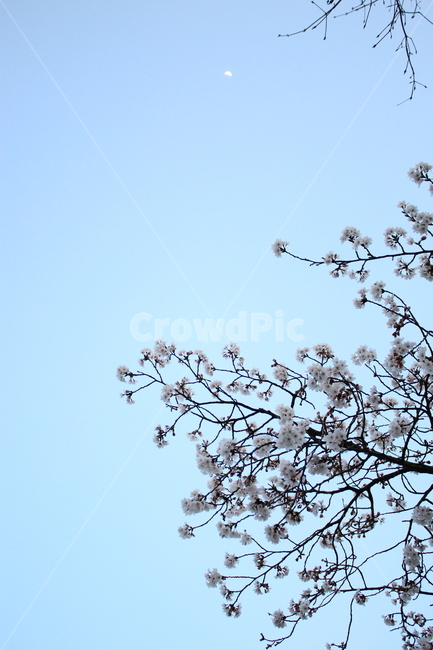 벚꽃,cherryblossom,봄,spring,벚나무,봄맞이,가지,꽃나무,cherryflower,cherrytree,sky,하늘,moon,달,twig