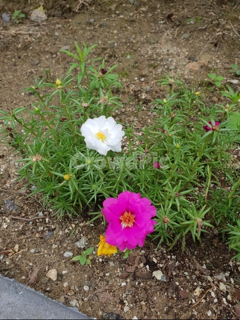 꽃,화사한,식물,자연,힐링,햇살,화단,식물,자연,plants,nature,꽃,flower