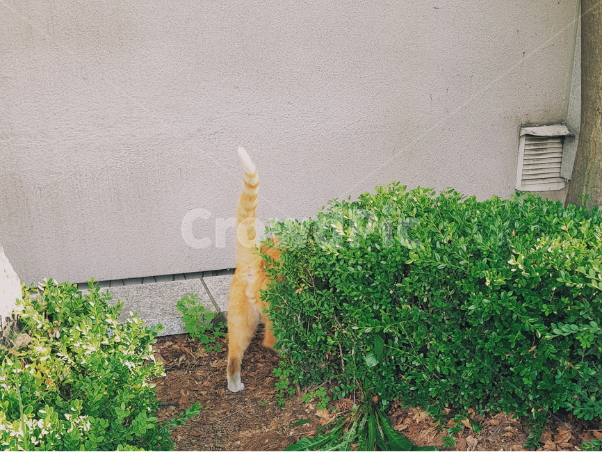 고양이,치즈,꼬리,뒷모습,길고양이,cat,동물,animal,포유류,mammal,고양이,cat,kitten,kitty