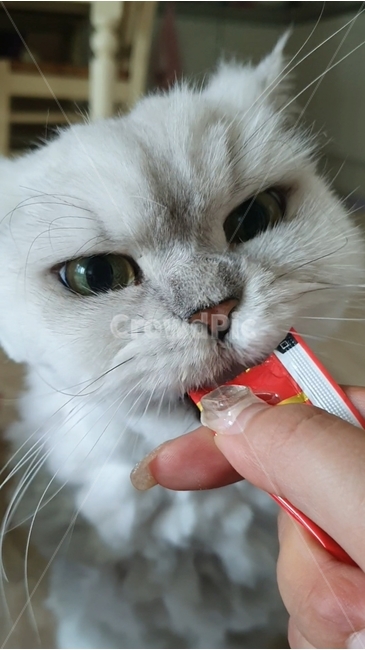 고양이,포유류,반려동물,애완동물,냥냥,야옹이,냐옹이,애완고양이,밥,식사중,식사,집중,귀여움,감성,배경,배고픈,희색,회색,빨강색,털,고양이털,동물털