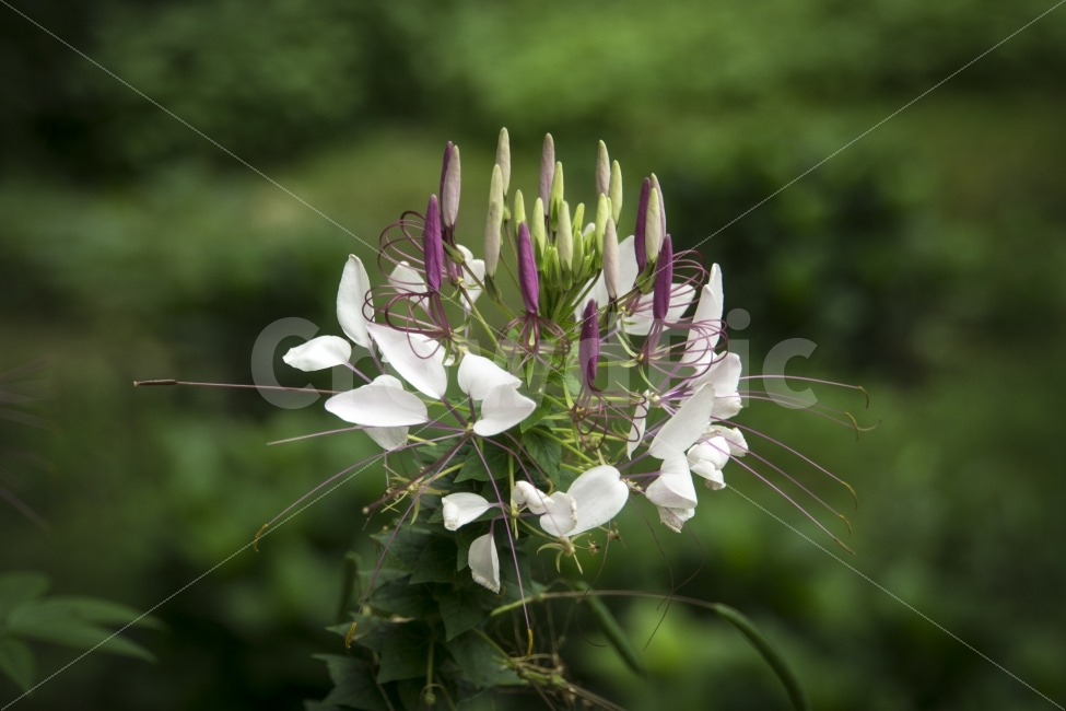마이산,식물,야생화,여름,여행,전북,진안,풍경,한국,flower,식물,자연,plants,nature,꽃,flower