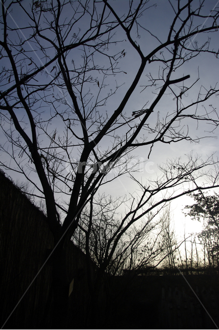 겨울,나무,식물,plant,하늘,구름,역광,식물,자연,plants,nature,나무,trees,wood