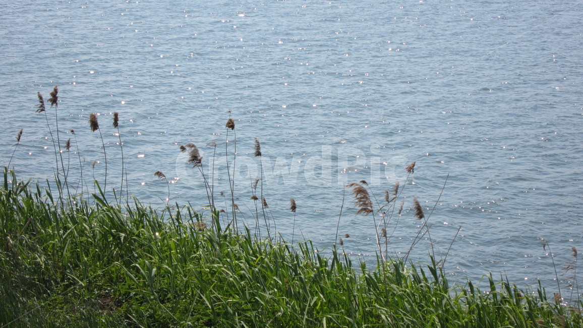 갈대,강가,강변,물,강,풀,식물,자연,풍경,nature,landscape,grass,잔디,plant,lawn,animal,동물,bird,새