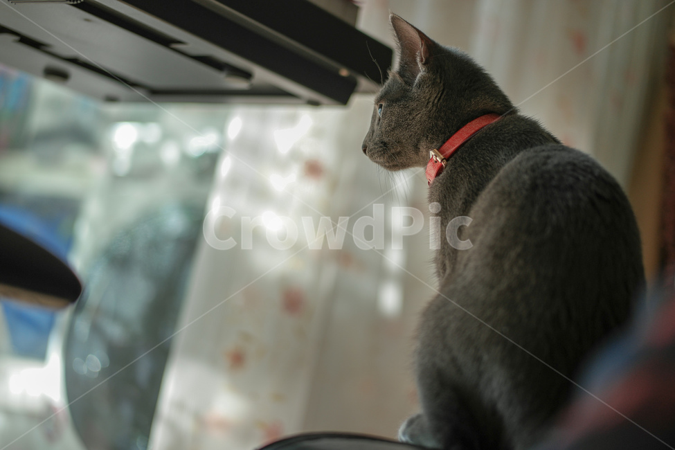동물,고양이,러시안블루,cat,russianblue,동물,animal,포유류,mammal,고양이,cat,kitten,kitty