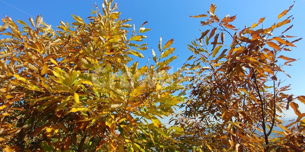 굴참나무,굴참나무단풍,가을풍경,참나무,자연,가을,계절,fall,autumn,season,leaf,잎,plant,식물
