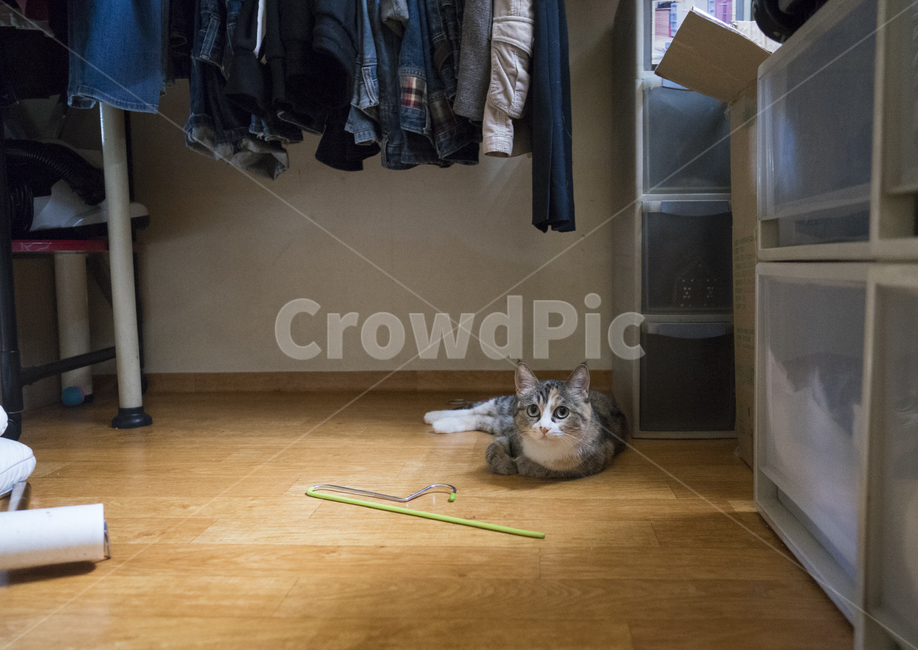 고양이,옥탑방고양이,길고양이,cat,애완묘,동물,animal,포유류,mammal,고양이,cat,kitten,kitty