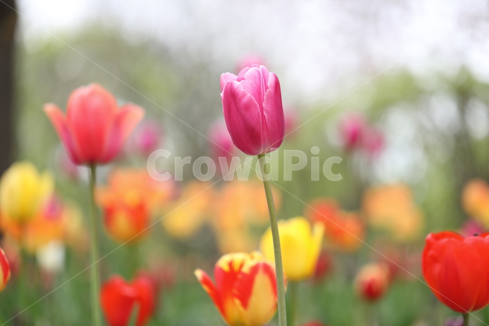 꽃,꽃밭,꽃길,봄날,튤립,봄,공원,자연,계절,색깔,flower,tulips,tulip,spring,field,park,season,colors,colorful,nature