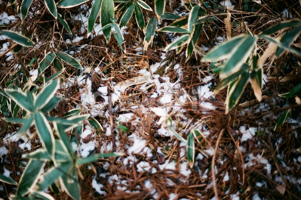 제주도,jeju,겨울,사려니숲길,나무,숲길,풀,눈,제주겨울,겨울제주,겨울,계절,winter,season