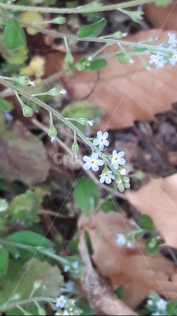 꽃마리,봄야생화,하늘색꽃,야생화,봄꽃
