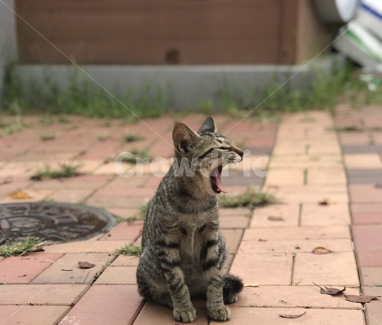 고양이,pet,cat,하품,앉음,동물,animal,포유류,mammal,고양이,cat,kitten,kitty