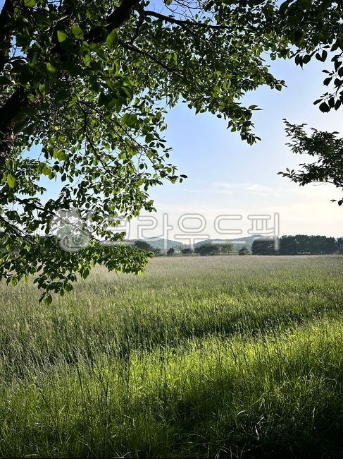 grassthicket, 풀숲, 자연, nature, 초록색, 사진,이미지,일러스트,캘리그라피 - Gozogo작가
