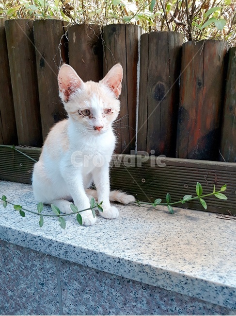 동물,반려동물,고양이,개냥이,길냥이