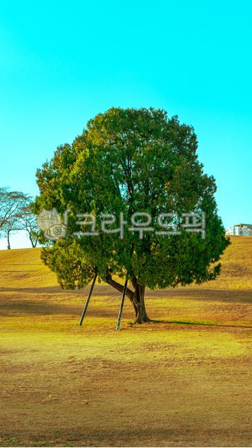 올림픽공원,나홀로나무,가을,autumn,fall,tree,나무,plant,식물,person,노란색,yellow,golden,황금색,olympicpark,은행나무,황금시간대,황금,편안함,휴식