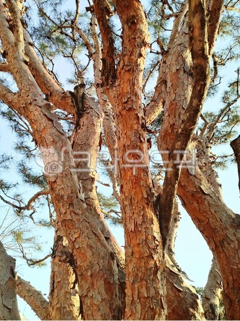소나무,적송,육송,소나무잎,솔잎,나뭇가지,treetrunk,tree,plant
