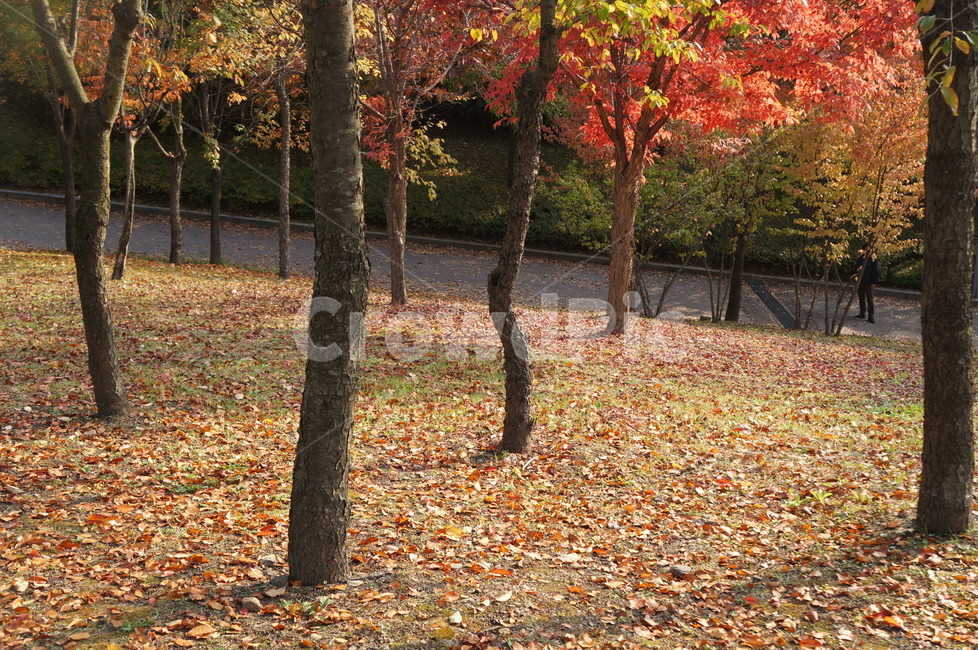 낙엽,가을,고엽,단풍,고독,바스락바스락,fall,autumn,만추,가을,계절,fall,autumn,season,tree,나무,plant,식물,leaf,잎,tree trunk,나무 줄기