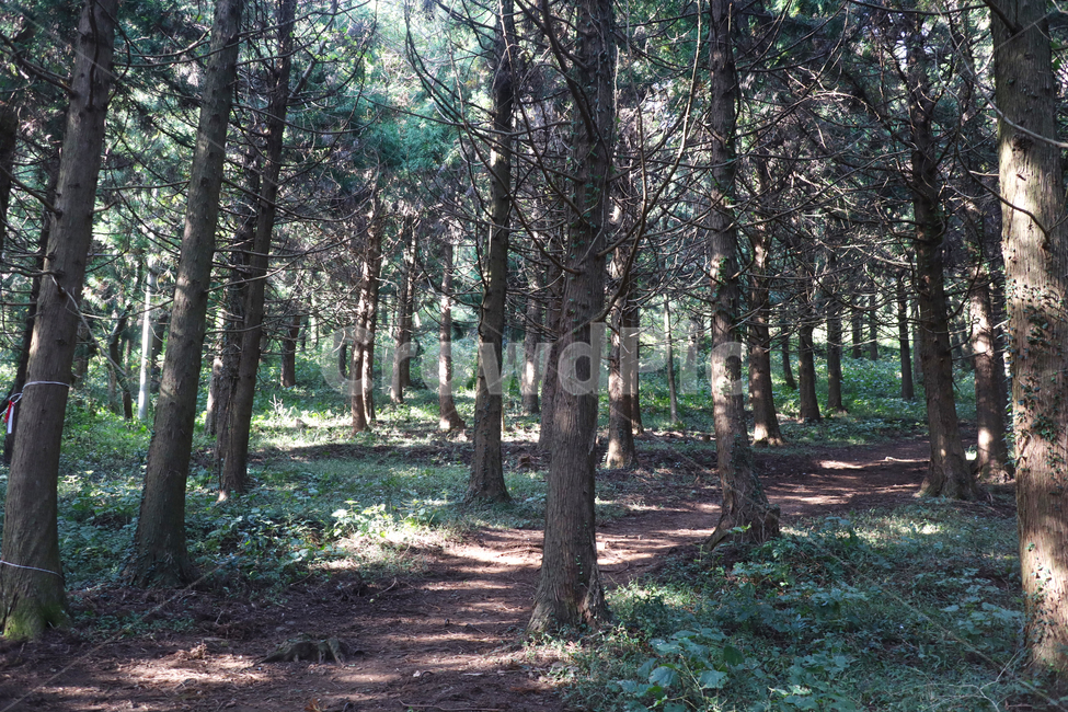 jeju,jejuisland,jejunature,plant,식물,tree,나무,숲,나무숲,nature,여름사진공모전