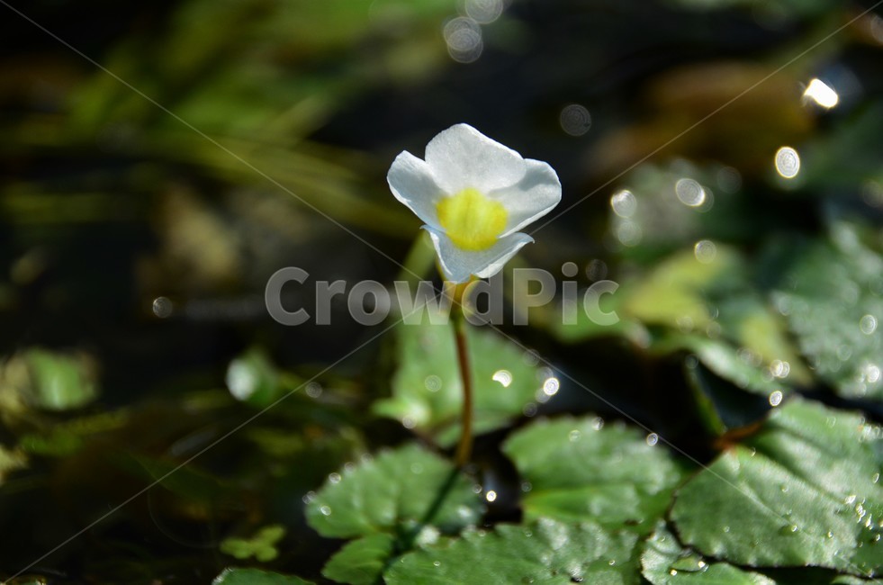 다섯가시수염마름꽃,참깻과,다년생,수생식물,희소식물,물풀,식물,자연,plants,nature,꽃,flower