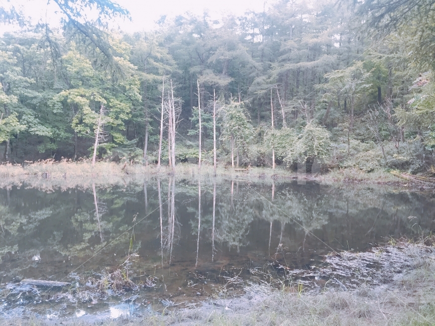 자연,연못,나무,숲,등산,자연,풍경,nature,landscape,water,물,land,땅,outdoors,옥외