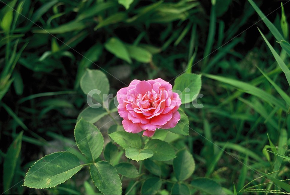 꽃,장미,필름카메라,자연,필름,풀,감성사진,식물,자연,plants,nature,꽃,flower