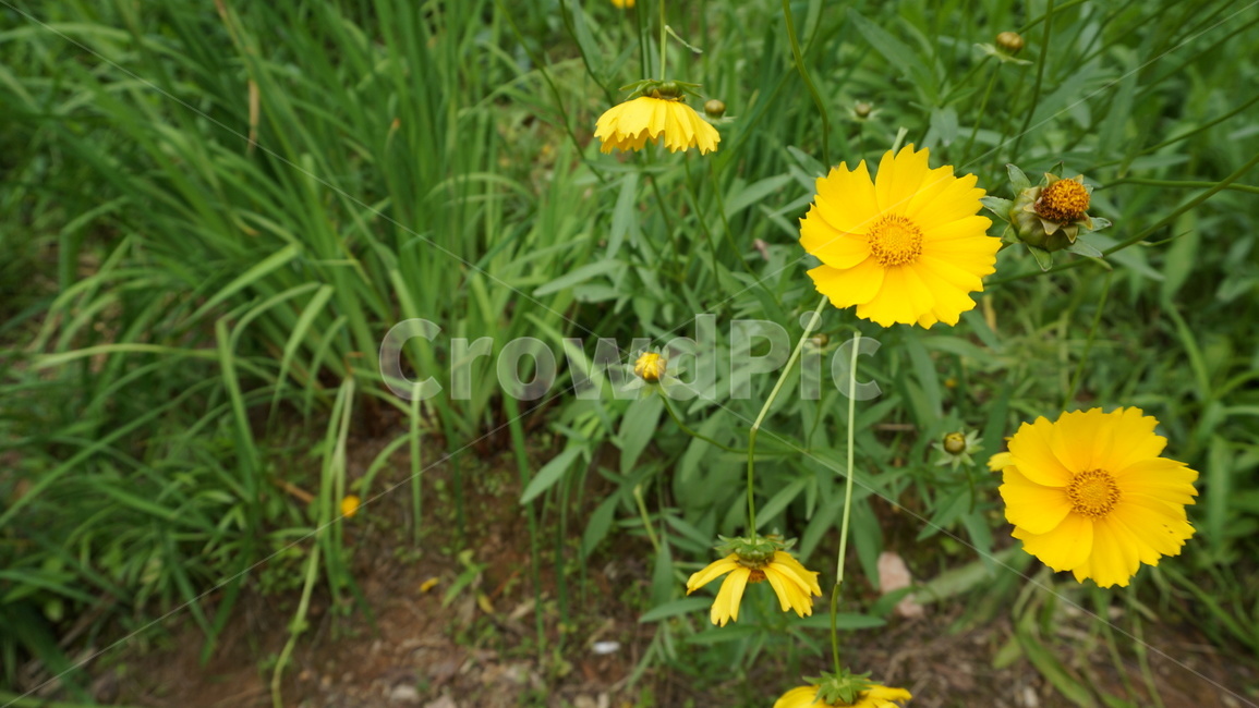 꽃,자연,식물,꽃축제,예쁜꽃,식물,자연,plants,nature,꽃,flower