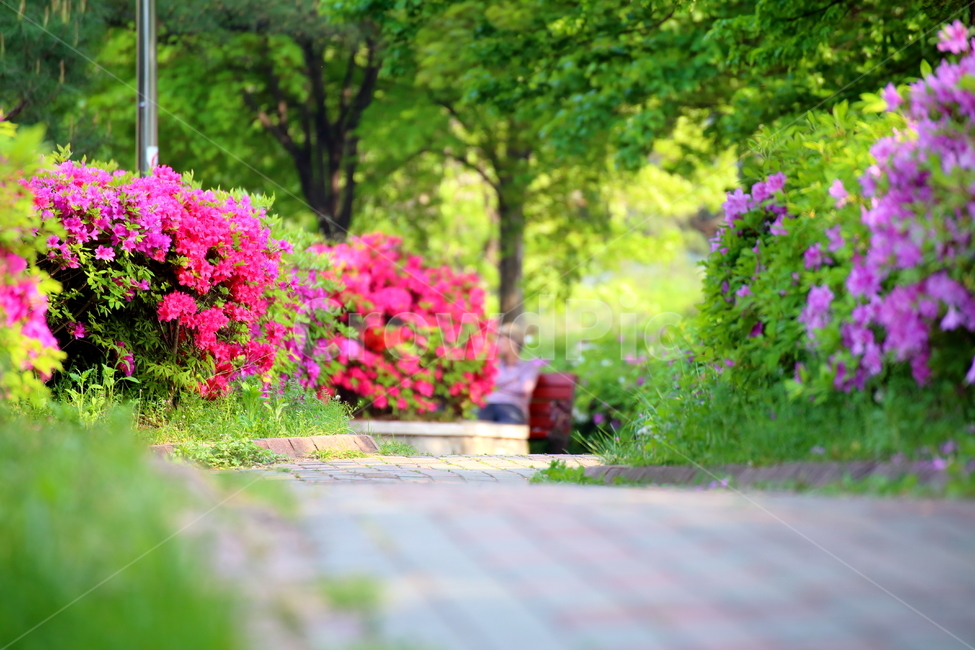 꽃,봄꽃,꽃길,철쭉,길,봄,꽃놀이,봄의전령,알록달록,flower,봄,계절,spring,season,자연,풍경,nature,landscape,outdoors,옥외