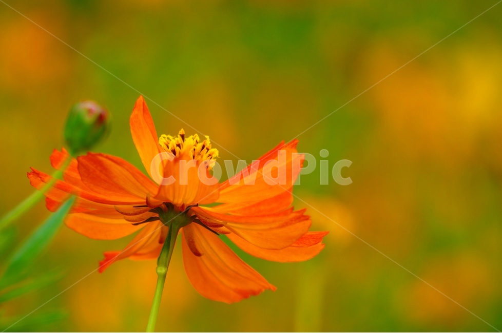 가을,황화코스모스,가을바람,코스모스,코스모스향기,가을,계절,fall,autumn,season,식물,자연,plants,nature,꽃,flower,plant