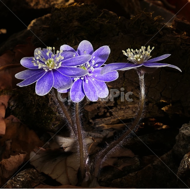 청노루귀,노루귀,야생화,꽃,자연,식물,접사,포커싱,식물,자연,plants,nature,꽃,flower
