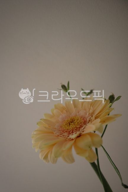 거베라,꽃,꽃잎,flowerarrangement,꽃꽂이,flower,flowerbouquet,꽃다발,petal,yellow,노랑,노란색,초록,green,plant,식물