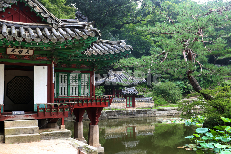 pond,forest,Korean tourist attraction,tourism,roof tile,Cultural Heritage,secret garden,Seoul,pavilion,Changdeokgung Palace,Korean Palace,landmark,Tangible cultural properties,palace,roof,green,Huwon,past,old,tree,black,Korean meaning,Korean garden,Joseon